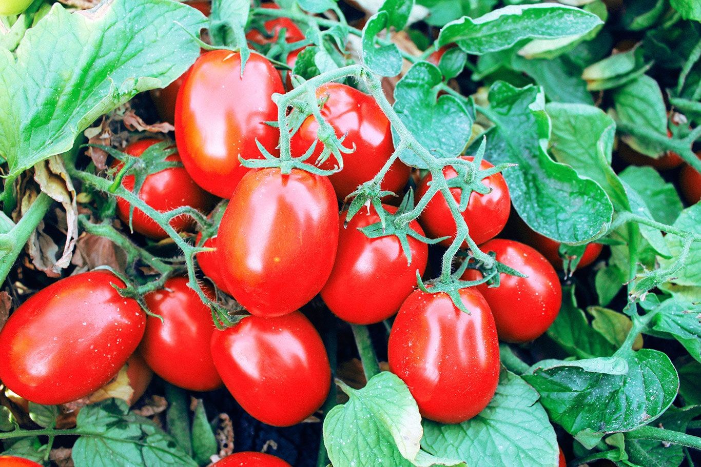 tomates_rouge_avec_feuilles